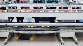 apples on conveyor in processing facility