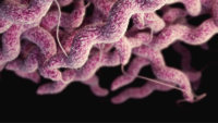 campylobacter rendering
