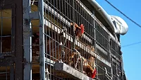 chickens in transport vehicle chickens in transport vehicle