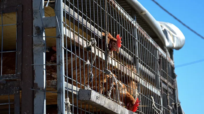 chickens in transport vehicle chickens in transport vehicle