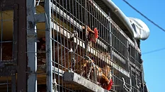 chickens in transport vehicle