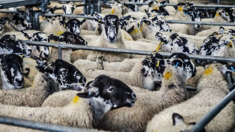 commercially farmed sheep