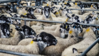 commercially farmed sheep