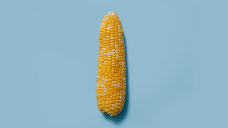 lone peeled ear of corn against blue background