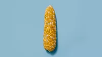 corn against blue background.png lone peeled ear of corn against blue background