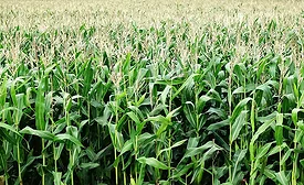 Priorities Announced for 2023 Farm Bill