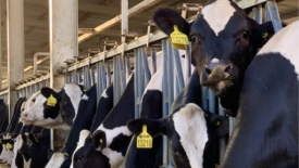 dairy cows in pen