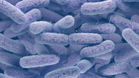 E. coli O157 cases and outbreaks decline in England from 2009–2019