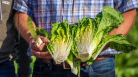 farmer holding romaine lettuce