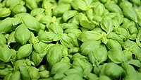 fresh basil fresh basil