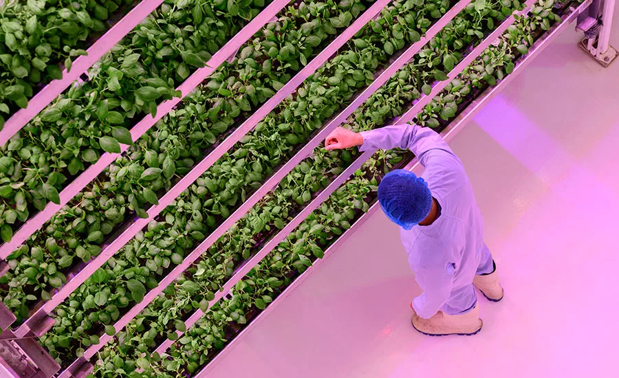 FDA Releases Report on Salmonella in CEA Leafy Greens