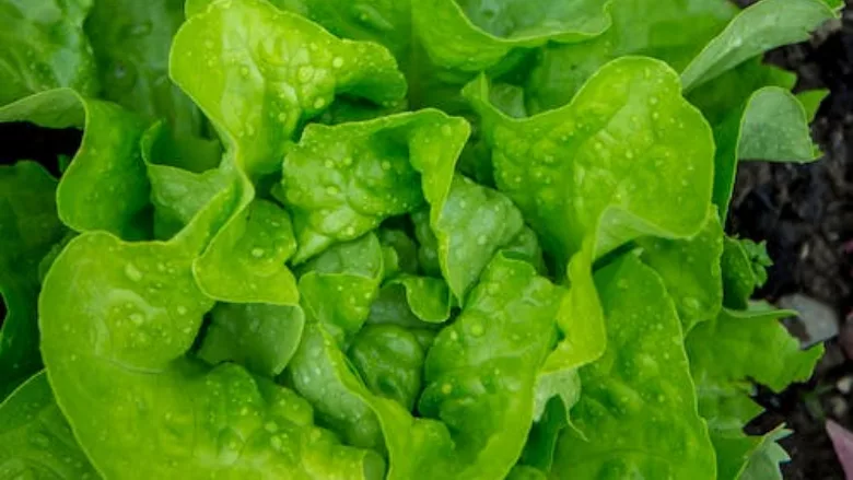 lettuce growing watered