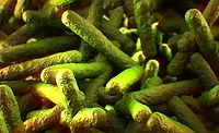 listeria listeria