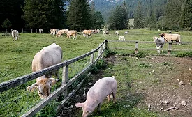 Veterinary Drug Residues in Animals and Human Food Decline in 2020, Says EFSA