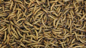 pile of mealworms