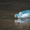 plastc bottle in water