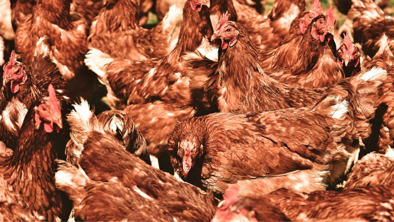 USDA-FSIS to Study Effect of Poultry Line Speed Waivers on Worker ...