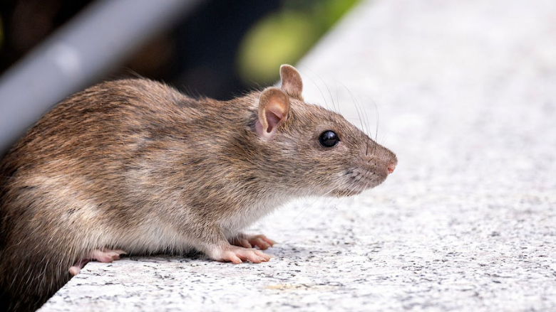 Food Storage Tips to Keep Rodents Out