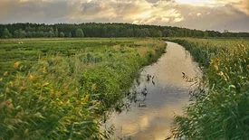 stream running through grassy field