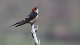swallow (bird) on a branch