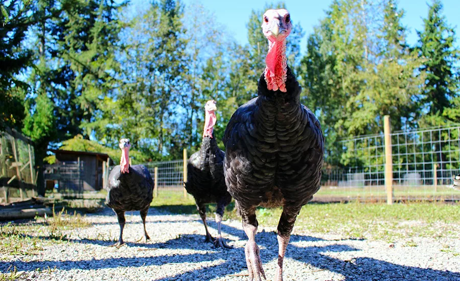 USDA Confirms Avian Influenza in Commercial Turkey Flock in Dubois County, IN