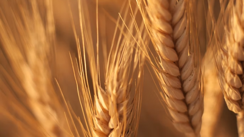 wheat up close.png