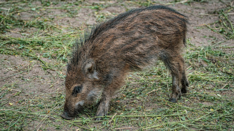 wild boar.png