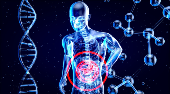 3d rendering of a translucent person with red circle around the gut