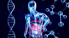 3d rendering of a translucent person with red circle around the gut