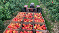 apples in crates on a tractor in an orchard
