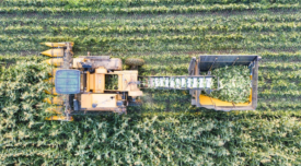 bird's eye view of a tractor harvesting corn in field