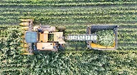 bird's eye view of a tractor harvesting corn in field.png bird's eye view of a tractor harvesting corn in field