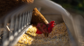 chicken eating feed through a grate