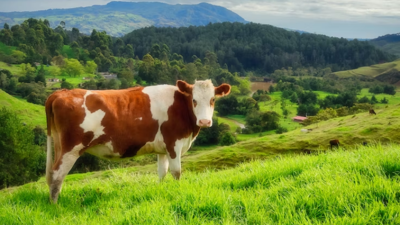 colombian farm dairy cow.png