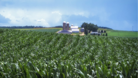 corn farm in PA, USA