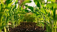 crops sprouting from the ground