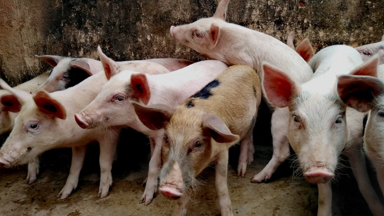 farmed pigs