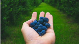 hand holding blueberries on farm