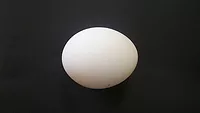 isolated egg