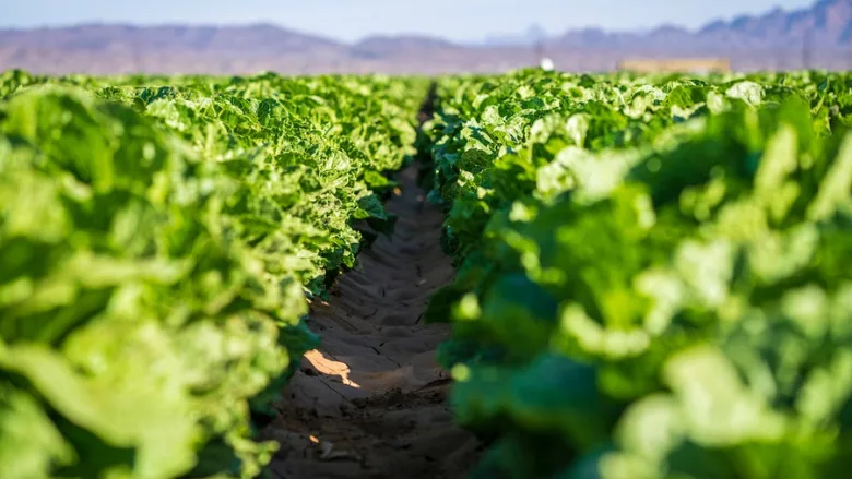 leafy greens growing