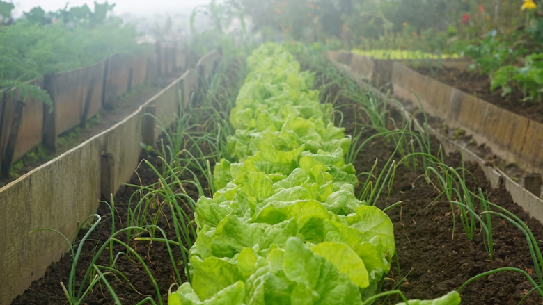 lettuce growing next to other crops