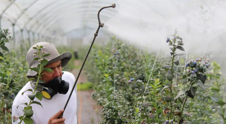 man spraying chemicals on blueberry bushes