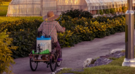 person riding bike with pesticides in front of greenhouse