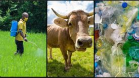 pesticides, a cow, and plastic bottles