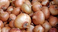 pile of onions.png pile of onions