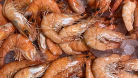 pile of shrimp