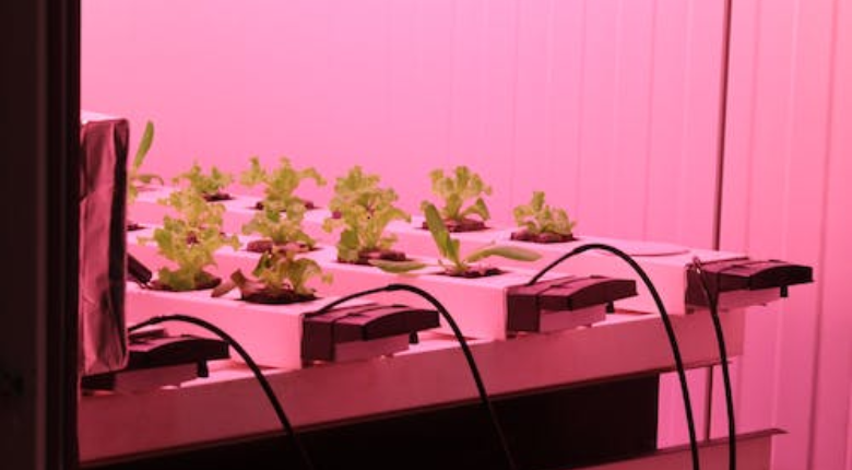 plants growing hydroponically