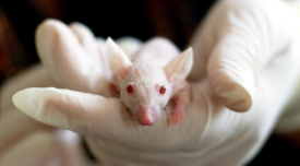 red eyed white lab rat being held by gloved hands