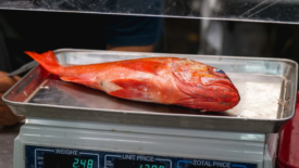 red snapper on a food scale