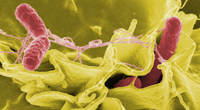 rendering of salmonella bacteria